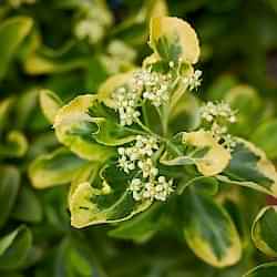 Altuni Taflan Çiçeği