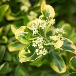 Altuni Taflan Çiçeği