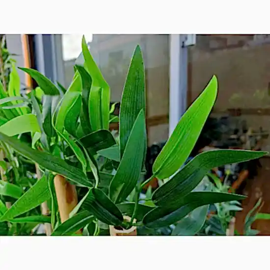 Bambu Yapay Çiçek I Bambu Saksısı I Antrasit Ahşap Saksı